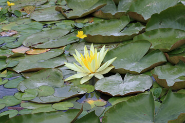 Pale yellow water lily flower - Powered by Adobe