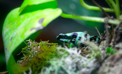 Green dart frog hiding between the foliage