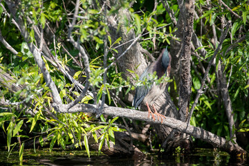Green Heron