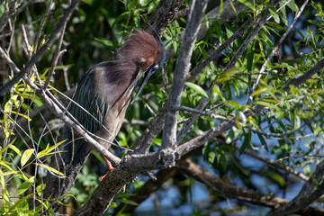 Green Heron