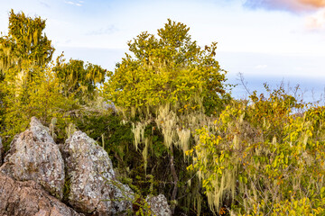Thick vegetation at the Christoffel National Park on the Caribbean island Curacao