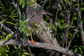 Green Heron