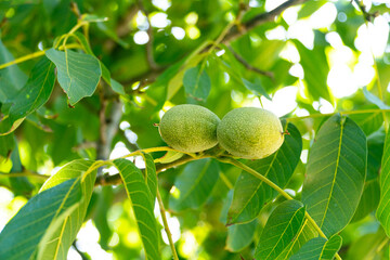 Green Walnuts on tree branch	
