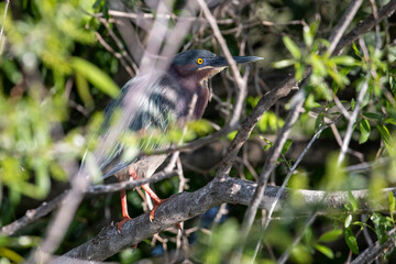 Green Heron