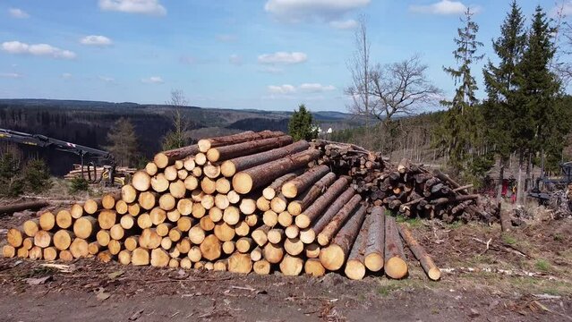 Holzpolter 4m Abschnitte K&auml;ferholz