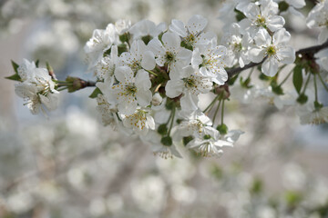 background of spring cherry blossoms tree. selective focus