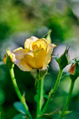 Beautiful yellow rose in the garden.