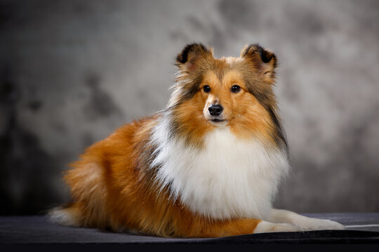 Small sheltie dog on foggy background