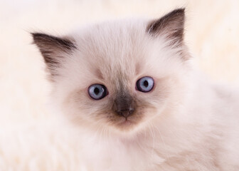 close up of little  ragdoll kitten with blue eyes  sitting on a beige background. High quality photo for card and calendar