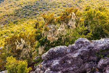 Thick vegetation at the Christoffel National Park on the Caribbean island Curacao