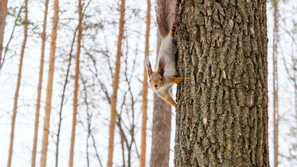 A small, funny, cute squirrel peeks out from behind a tree trunk in a city park. High quality photo