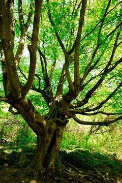 Arboretum Bois Sermenaz Lyon