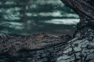 Little crocodile in Rio Lagartos, Mexico