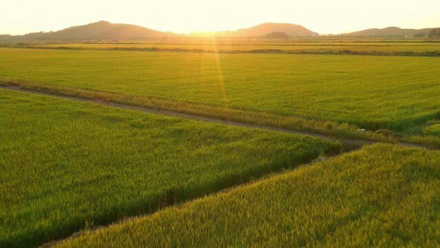 Aerial view, Drone view,Drone footage, The golden yellow rice fields and the bright sun in the harvest season in South Korea