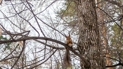 A small fluffy funny squirrel sits on a tree branch in the park and nibbles a nut that he holds in his paws