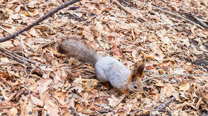 A squirrel in a winter coat in the forest is looking for nuts on the ground. High quality photo