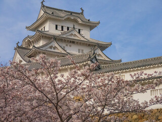 japanese castle in spring