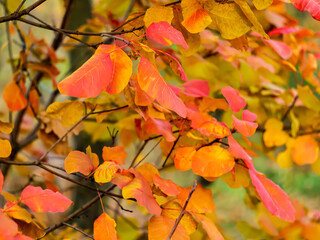 Fototapeta na wymiar bright autumn leaves close up