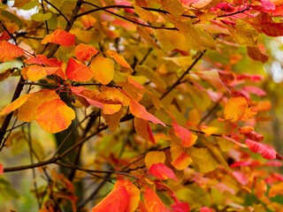 bright autumn leaves close up