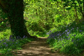 Fototapeta na wymiar Bluebell woodland park, Jersey, U.K. Spring wildflowers in the landscape.