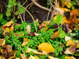 fresh fallen leaves on green grass closeup