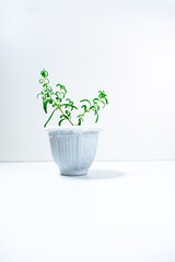 Small home grown rosemary plant with delicate green shoots in a white flowerpot. Spice growing concept. House plant care.