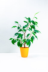 Ficus Benjamin in an orange small flowerpot on a white background.  Concept of growing and caring for houseplants.