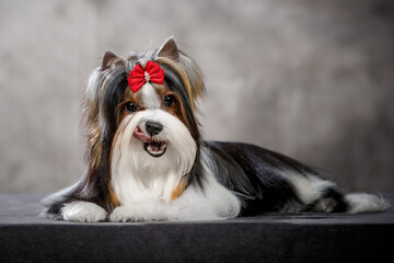 Biewer dog with bow in studio