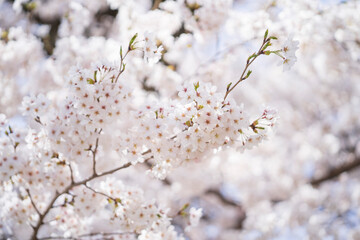 いっぱいの桜