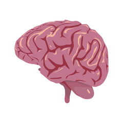 Brain vector Human organs digital design graphic 2d hd illustration