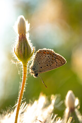 Photo of butterfly Polyommatus Icarus which sits on a dandelion