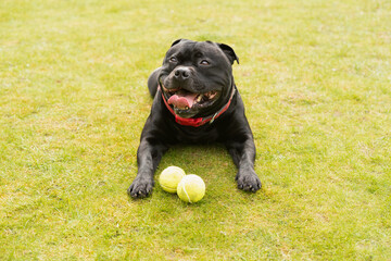 Staffordshire Bull Terrier dog lying down on grass, he looks happy and is  smiling. There are two tennis balls in front of him