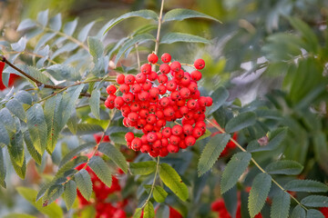 Red rowan berries on a tree close up