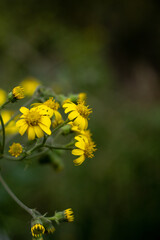 yellow dandelion flower