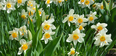 Fototapeta premium Beautiful narcissus, daffodils background. White daffodils with yellow crown blooming on a flowerbed in spring.