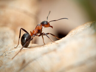 Ant (Formica rufa) on a dry light brown leaf