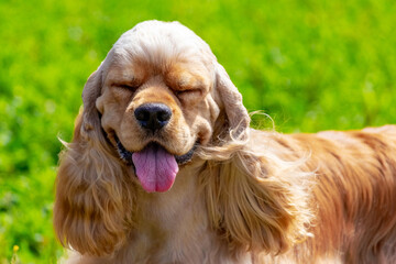 Brown dog breed Cocker Spaniel with eyes closed with pleasure