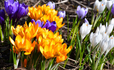 crocuses of different colors bloom in a spring garden or park. Selective focus, blurred background