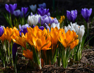 The first early spring crocuses in the garden on a sunny spring day. Selective focus