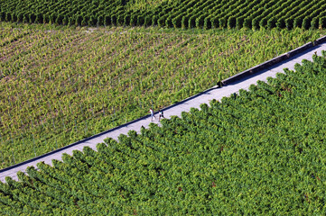 Two persons nording walking in nature, view from above for Lavaux vineyards (Unesco World Heritage...
