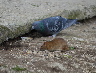 A rat and a pigeon eat bread crumbs next to a rat hole