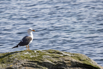 Black headed gull ,Northern Norway,scandinavia,Europe