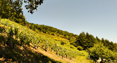Naklejka na ściany i meble Vignobles en terrasses, les Palhàs de Molompize, Auvergne-Rhône-Alpes, Cantal, France
