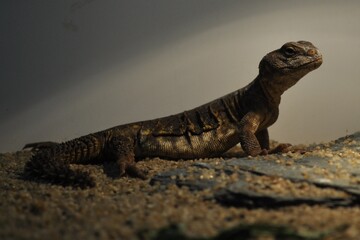 Fototapeta premium iguana on the rocks