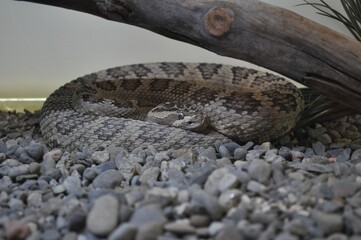 snake in the zoo