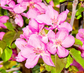 Pale pink apple tree flowers