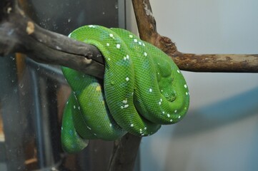 Naklejka premium green tree python