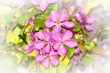 Pale pink apple tree flowers