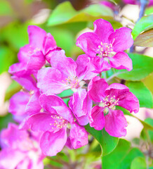 Obraz premium Pale pink apple tree flowers