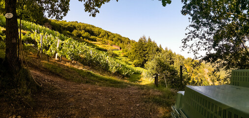 Vignobles en terrasses, les Palhàs de Molompize, Auvergne-Rhône-Alpes, Cantal, France